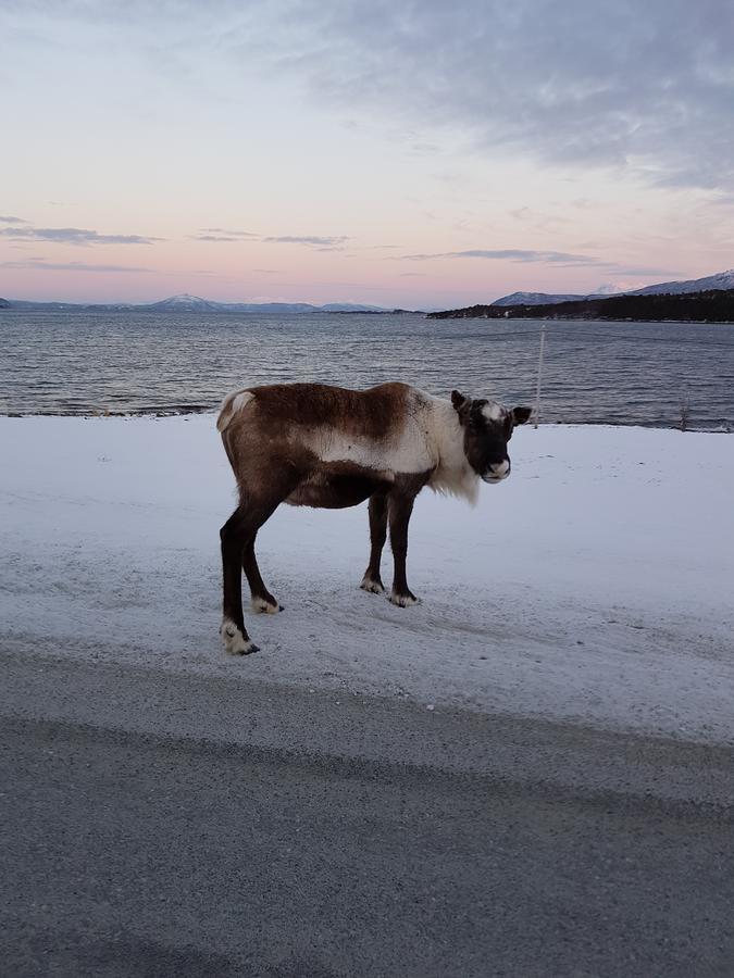 Senja Arctic Lodge Stonglandseidet Bagian luar foto
